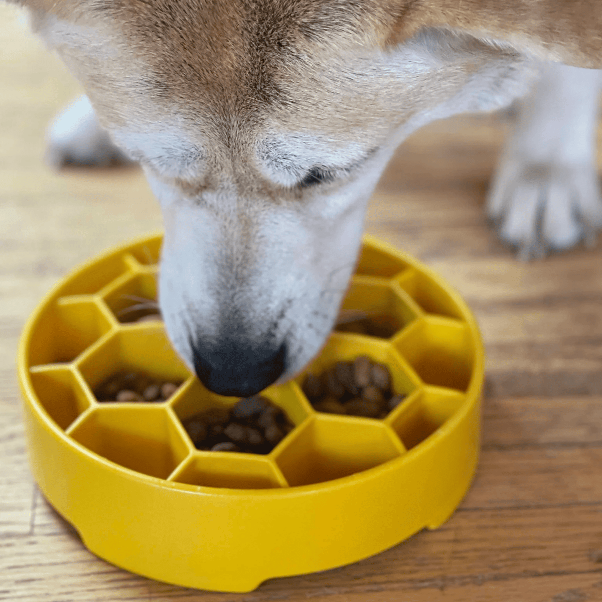 Slow Feeder Dog Bowls